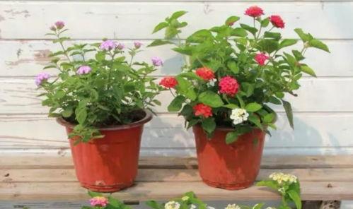 手游龙吟最新爆料视频大全,精彩视频大盘点，揭秘神秘新内容  第3张